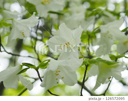 朝のシロヤシオツツジ（20250514074043） 126572095