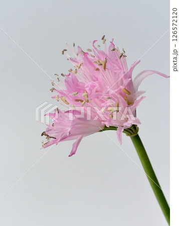 ピンク色のネリネ 126572120