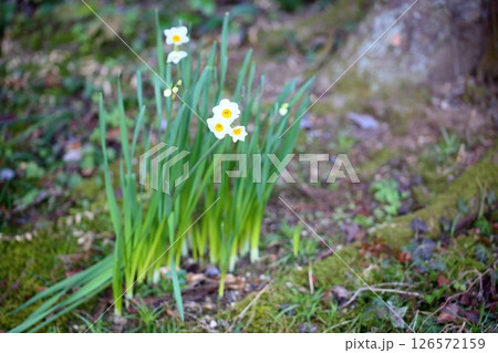 スイセンの花 日本水仙 スイセンの花 日本水仙 126572159