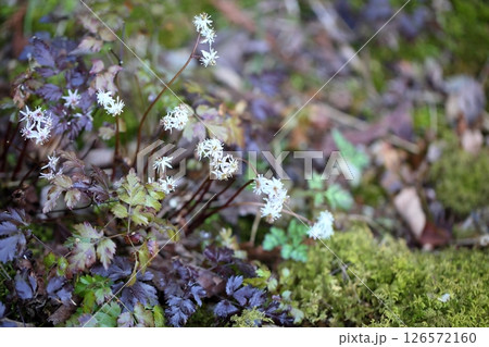 超小花　セリバオウレンの花 126572160