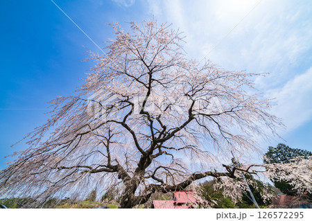 「青森県」春空と槍沢の枝垂れ桜 五戸町 「青森県」春空と槍沢の枝垂れ桜 五戸町 126572295