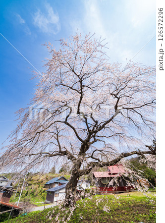 「青森県」春空と槍沢の枝垂れ桜　五戸町 126572296