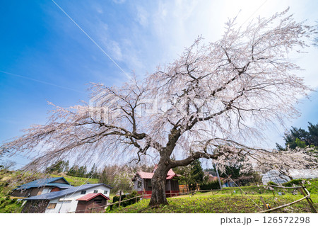 「青森県」春空と槍沢の枝垂れ桜　五戸町 126572298