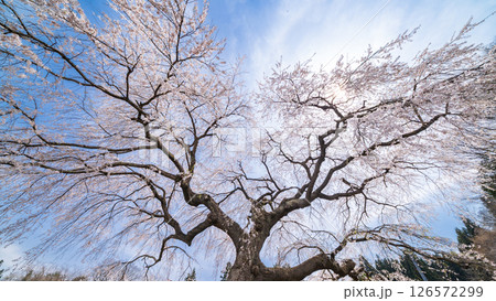 「青森県」春空と槍沢の枝垂れ桜 五戸町 「青森県」春空と槍沢の枝垂れ桜 五戸町 126572299