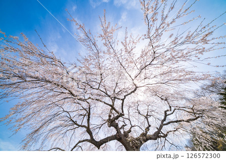 「青森県」春空と槍沢の枝垂れ桜　五戸町 126572300