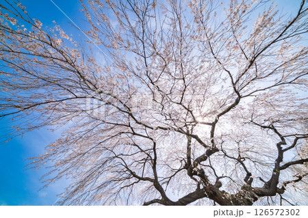 「青森県」春空と槍沢の枝垂れ桜 五戸町 「青森県」春空と槍沢の枝垂れ桜 五戸町 126572302