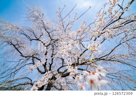 「青森県」春空と槍沢の枝垂れ桜　五戸町 126572309