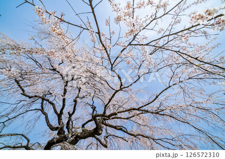 「青森県」春空と槍沢の枝垂れ桜　五戸町 126572310
