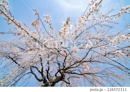 「青森県」春空と槍沢の枝垂れ桜 五戸町 「青森県」春空と槍沢の枝垂れ桜 五戸町 126572311