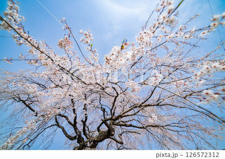「青森県」春空と槍沢の枝垂れ桜 五戸町 「青森県」春空と槍沢の枝垂れ桜 五戸町 126572312
