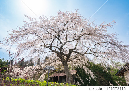 「青森県」春空と槍沢の枝垂れ桜　五戸町 126572313