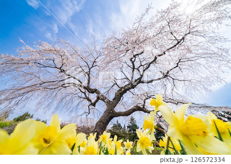 「青森県」春空と槍沢の枝垂れ桜　五戸町 126572334