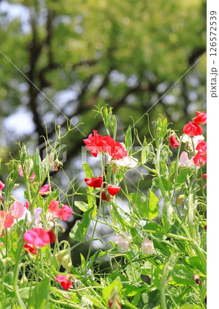 赤いスイートピーとピンク色のスイートピー 赤いスイートピーとピンク色のスイートピー 126572539