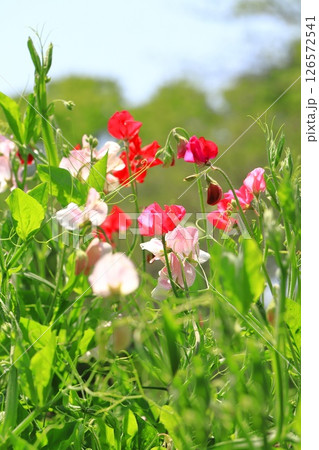 赤いスイートピーとピンク色のスイートピー 126572541