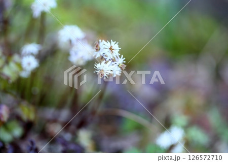 超小花　セリバオウレンの花 126572710