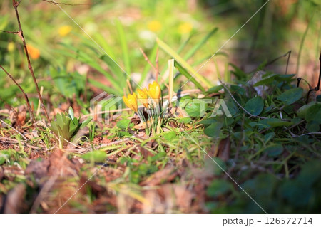 可愛い　クロッカスの花 126572714