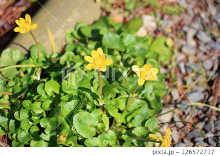 明るい　ヒメリュウキンカの花 126572717