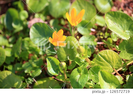 可愛い　クロッカスの花 126572719