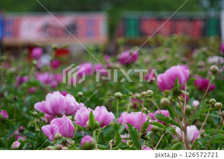 シャクヤクの花 シャクヤクの花 126572721