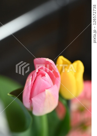 綺麗なチューリップ 126572738