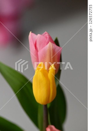 綺麗なチューリップ 126572755