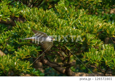 グリーンバックに悠然と飛ぶハヤブサ 成鳥 グリーンバックに悠然と飛ぶハヤブサ 成鳥 126572801