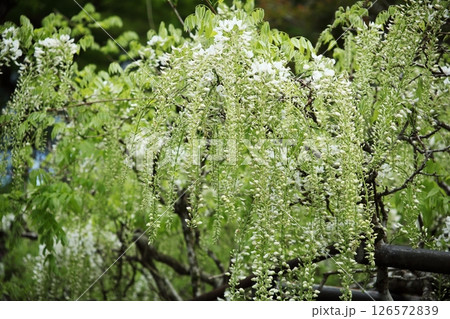 白い藤の花 白い藤の花 126572839