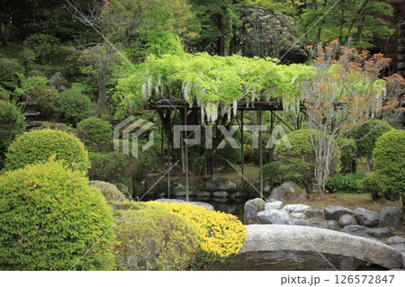日本庭園の白い藤の花 日本庭園の白い藤の花 126572847
