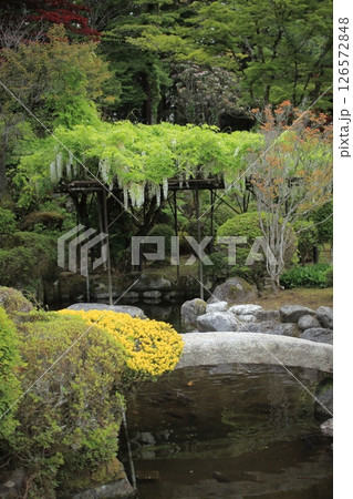 日本庭園の白い藤の花 日本庭園の白い藤の花 126572848