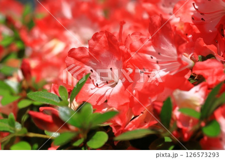 花芯が白い赤いサツキ 126573293