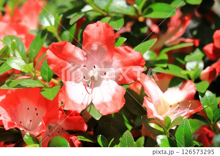 花芯が白い赤いサツキ 126573295