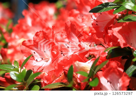 花芯が白い赤いサツキ 126573297