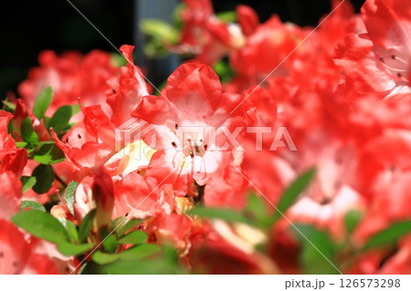 花芯が白い赤いサツキ 花芯が白い赤いサツキ 126573298