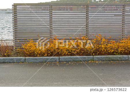 Yellow Autumn Flowers Norway 126573622