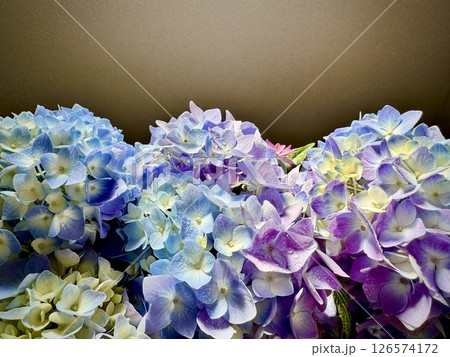 紫色のグラデーションが美しい紫陽花 紫色のグラデーションが美しい紫陽花 126574172