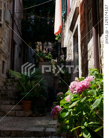ドゥブロブニク旧市街の路地裏に咲くアジサイ 126574187