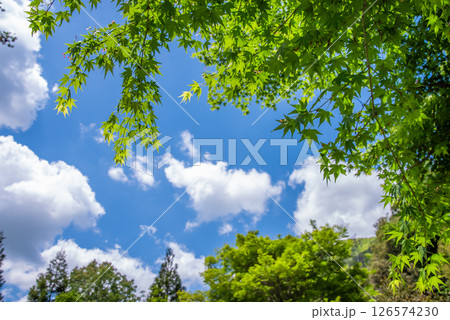 爽やかな青空と新緑のモミジ 126574230