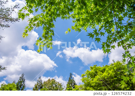 爽やかな青空と新緑のモミジ 126574232