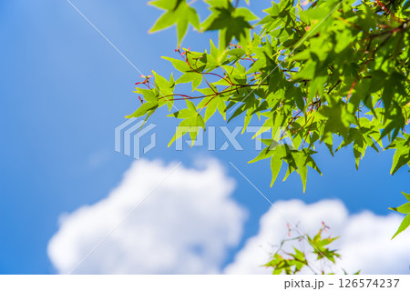 爽やかな青空と新緑のモミジ 爽やかな青空と新緑のモミジ 126574237