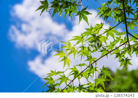 爽やかな青空と新緑のモミジ 126574243