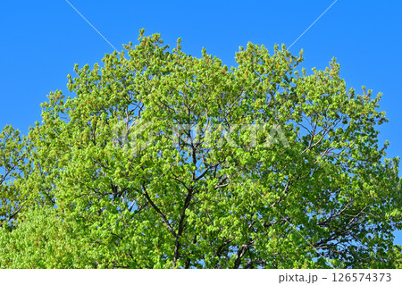 青空に映える新緑の樹木　秩父高原牧場付近　東秩父村 126574373