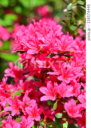 満開　映える赤色のつつじ　秩父高原牧場付近　東秩父村 126574448