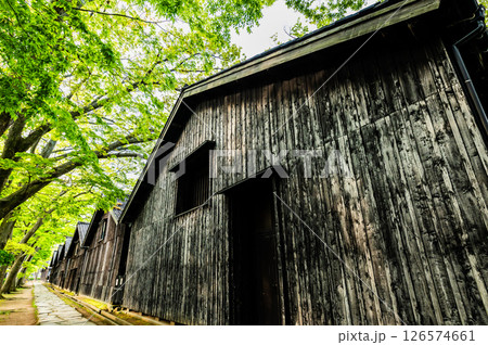 山形 山居倉庫 ケヤキ並木と倉庫群 山形 山居倉庫 ケヤキ並木と倉庫群 126574661