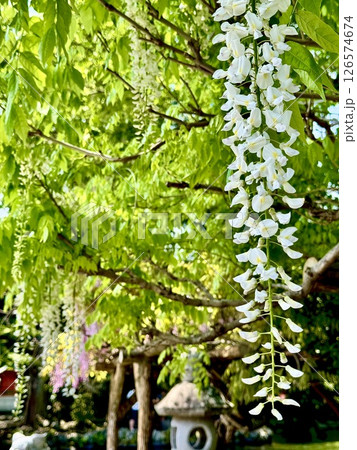新緑に映える藤の花 新緑に映える藤の花 126574674