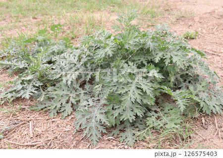Santa Maria feverfew on forest an aromatic herb Santa Maria feverfew on forest an aromatic herb 126575403