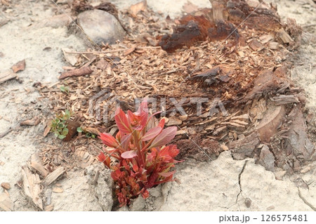Eucalyptus tree plant on farm 126575481