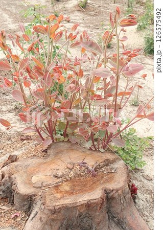 Eucalyptus tree plant on farm 126575492
