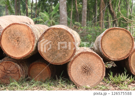 Coconut timber logs on field 126575588