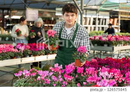 Guy employee of garden center is busy working with plants, potted cyclamen Guy employee of garden center is busy working with plants, potted cyclamen 126575845