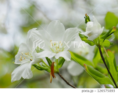 新緑の中のシロヤシオの花と蕾(20250514093517) 新緑の中のシロヤシオの花と蕾(20250514093517) 126575893